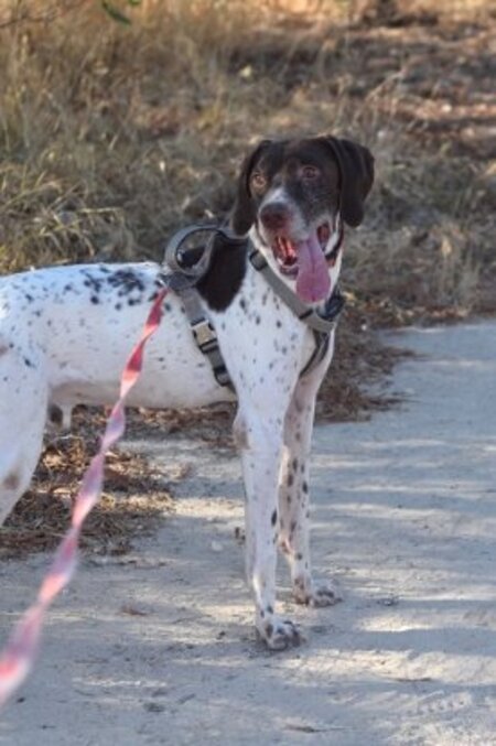 Adopter Cachopo