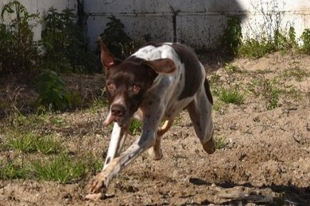Adopter Cachopo