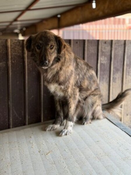 Adopter Calie