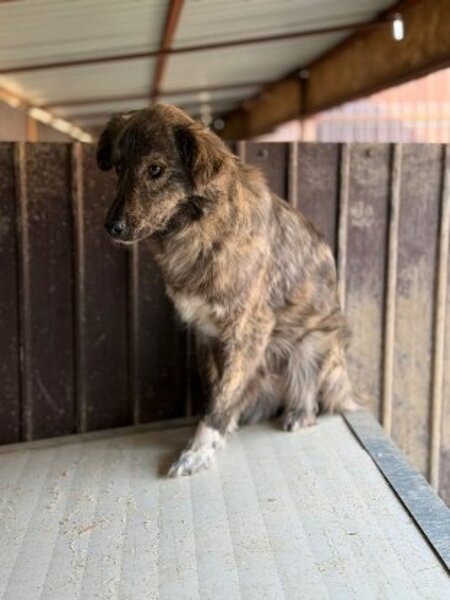 Adopter Calie