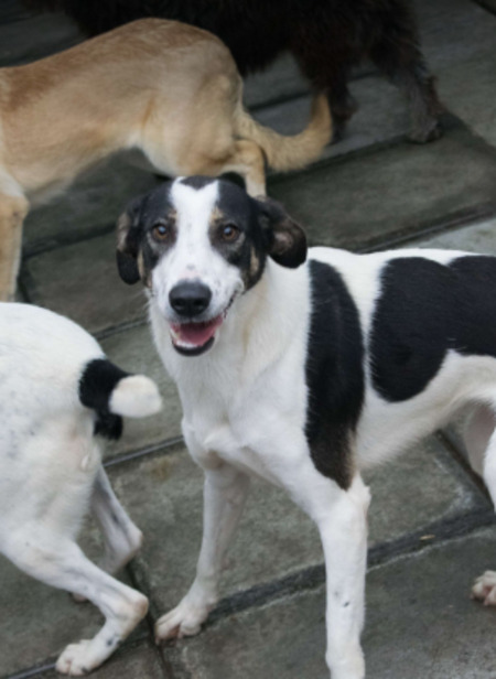 Adopter Calla