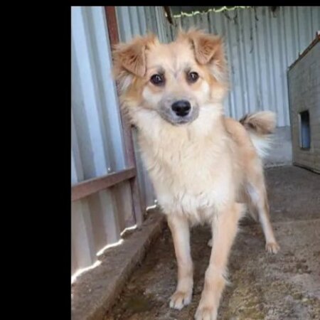 Adopter Calvin