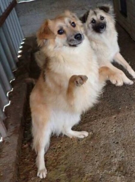 Adopter Calvin