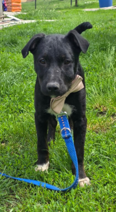 Adopter Calvin