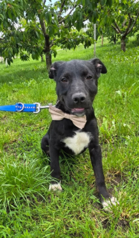 Adopter Calvin