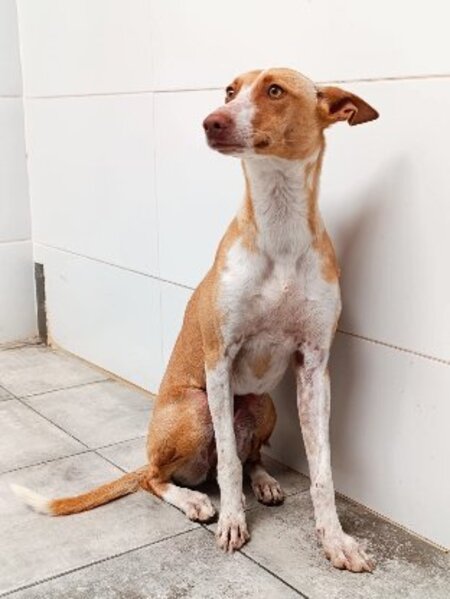Adopter Camby