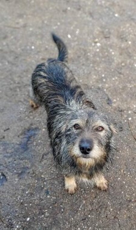 Adopter Camella