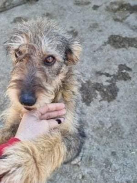 Adopter Camella