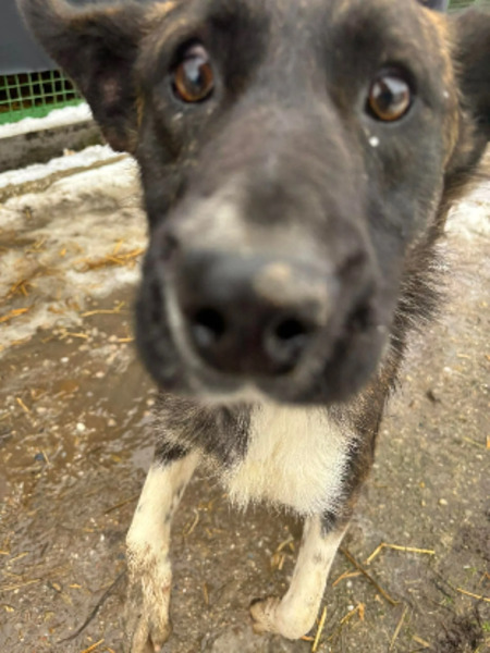 Adopter Canaille