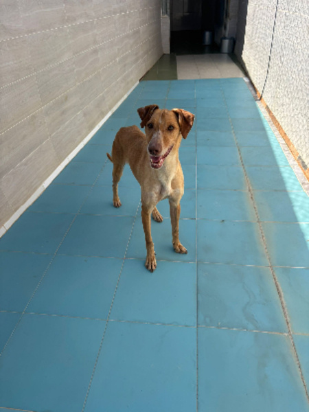 Adopter Canelo