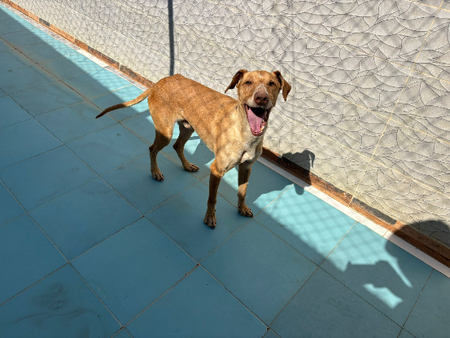 Adopter Canelo
