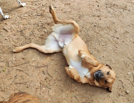 Adopter Caracol