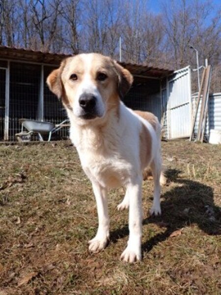 Adopter Carson