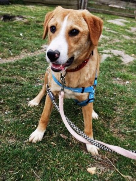 Adopter Casie