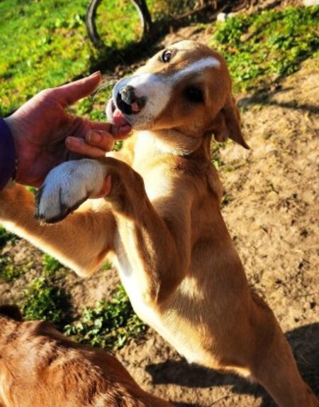 Adopter Casie