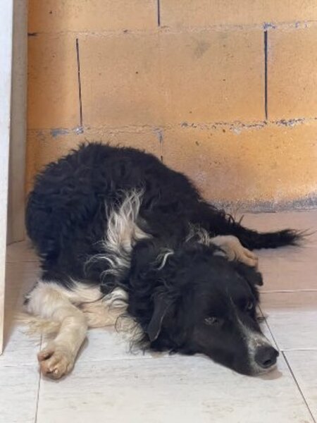 Adopter Casper