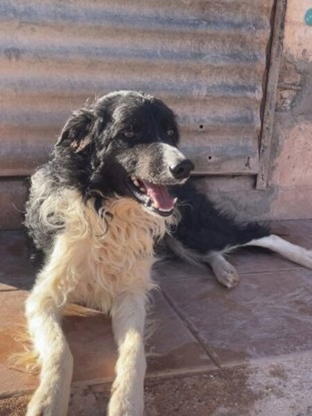 Adopter Casper