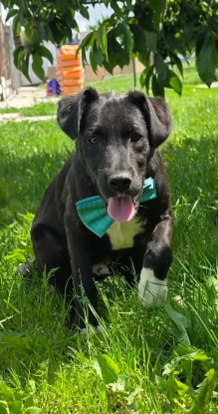 Adopter Cassius