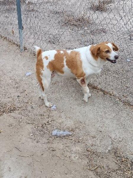 Adopter Cata
