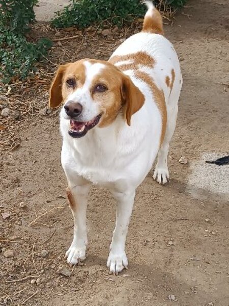 Adopter Cata