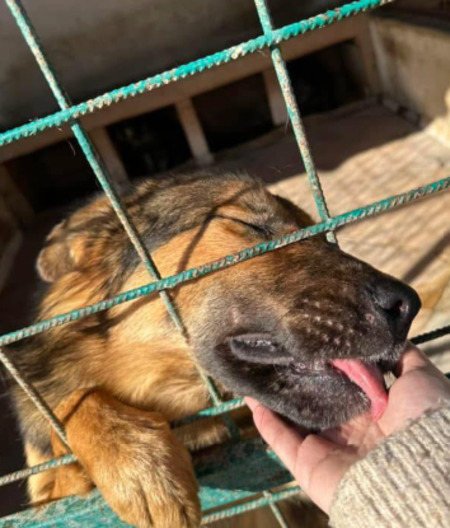 Adopter Cézar