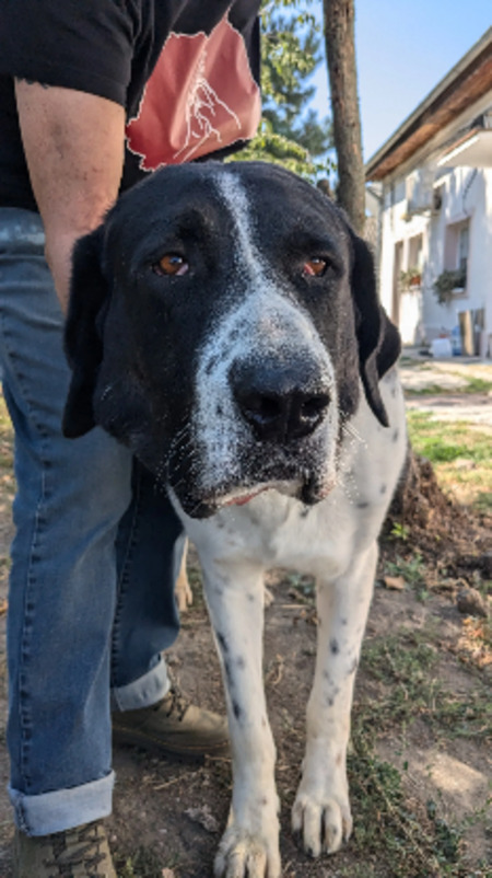 Adopter Chamallow