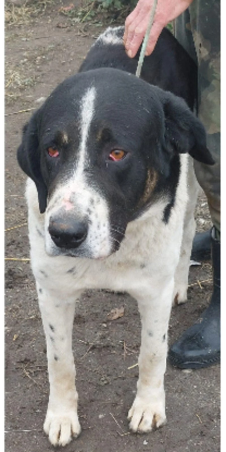 Adopter Chamallow