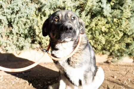 Adopter Chamba