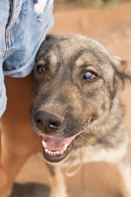 Adopter Chamba