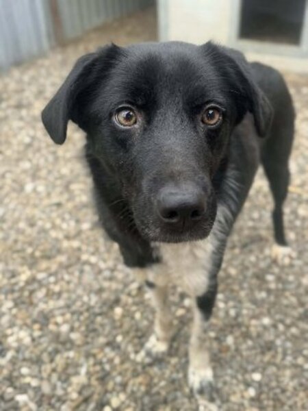 Adopter Chance