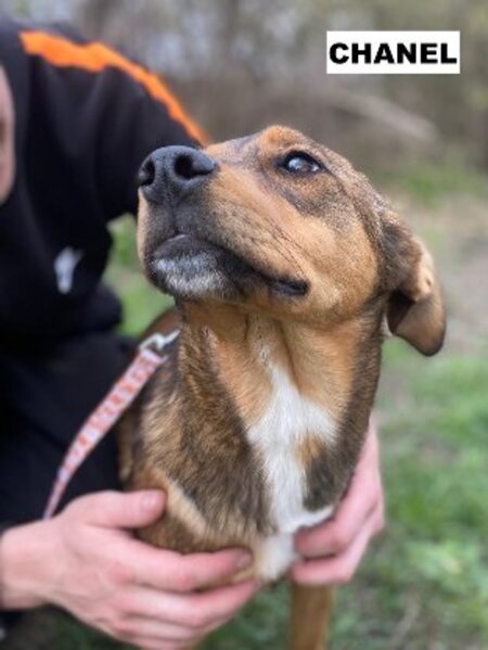 Adopter Chanel
