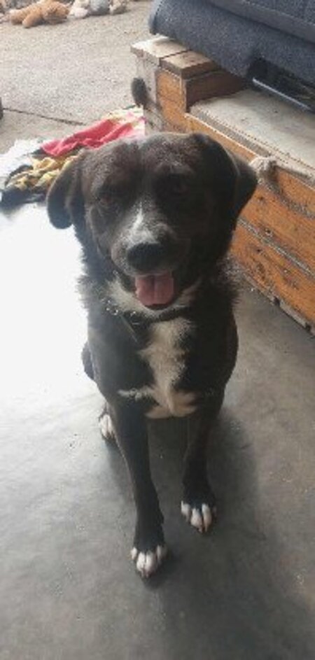 Adopter Charli
