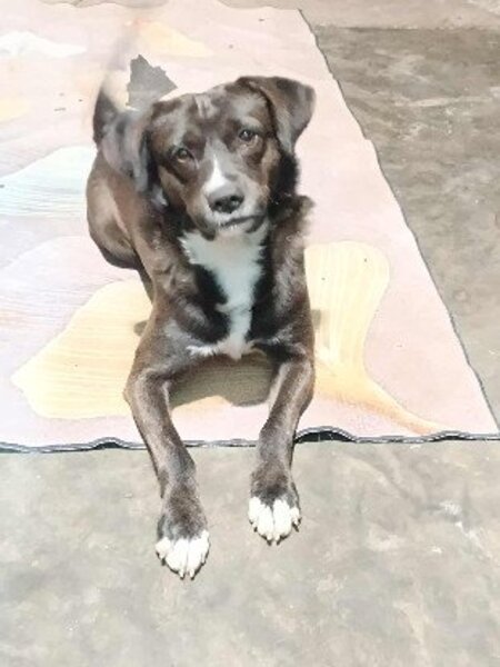 Adopter Charli