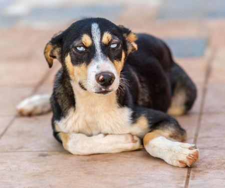 Adopter Charlie