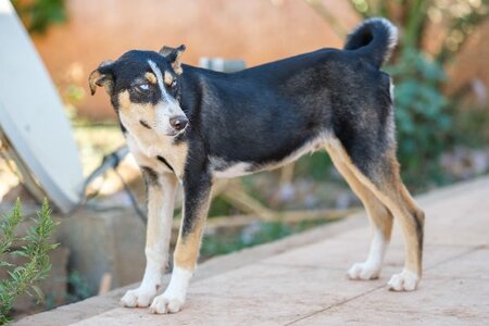 Adopter Charlie