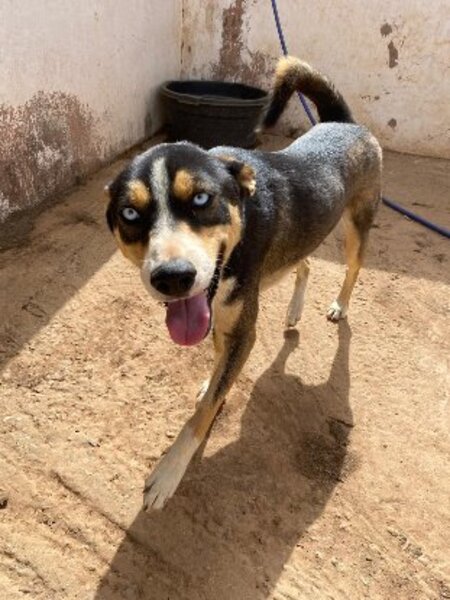 Adopter Charlie