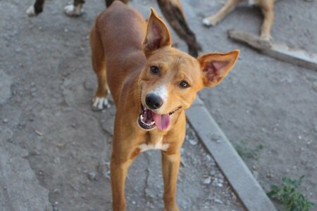 Adopter Charlie