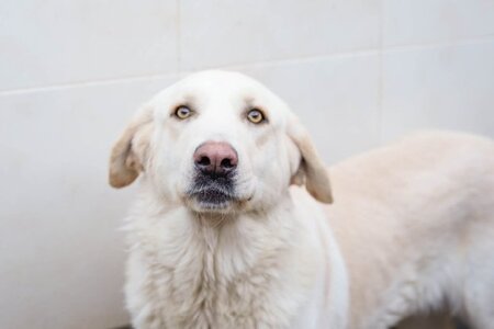 Adopter Chelo