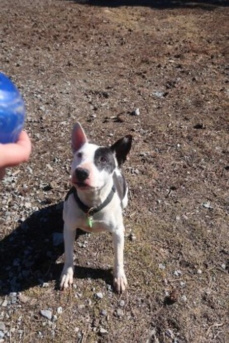 Adopter Chelsea