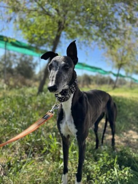 Adopter Cherry