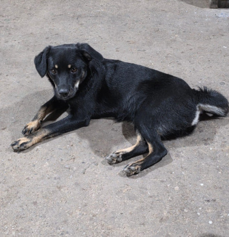 Adopter Chica