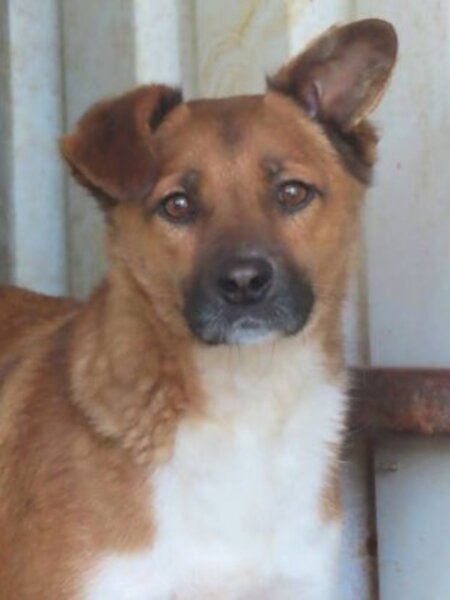 Adopter Chipiron