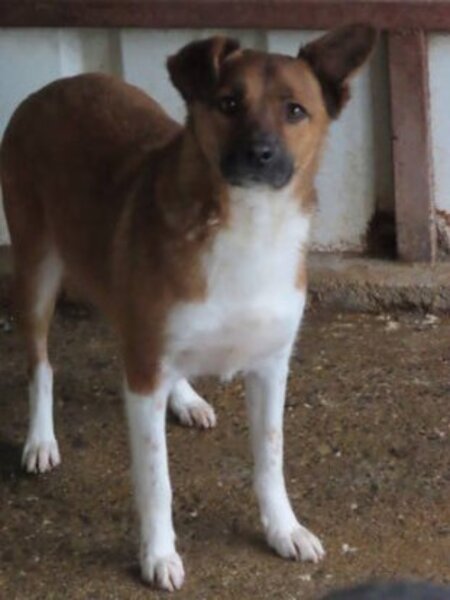 Adopter Chipiron