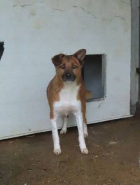 Adopter Chipiron