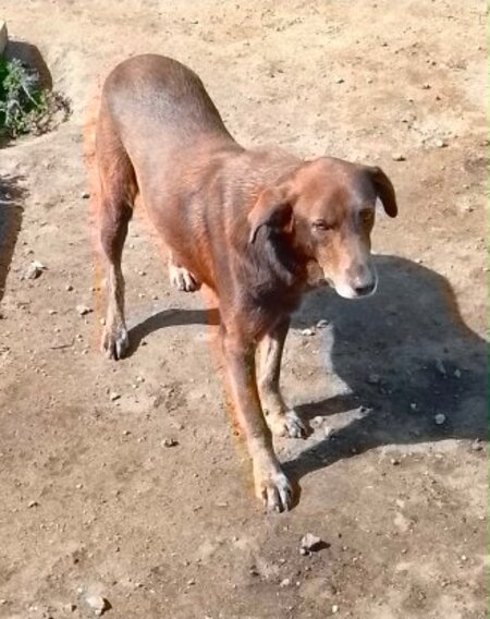 Adopter Choco du maroc!