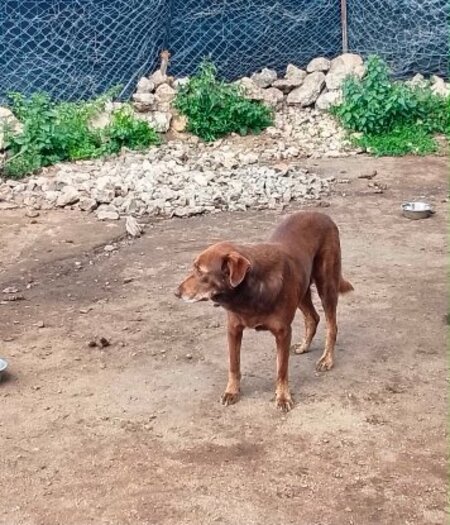 Adopter Choco du maroc!