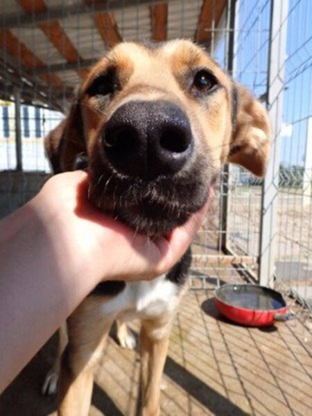 Adopter Chuan