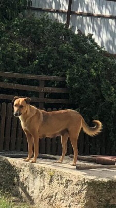 Adopter Chuppa