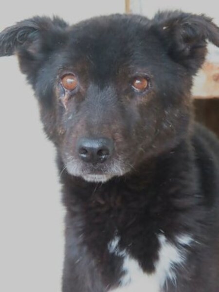 Adopter Chypre