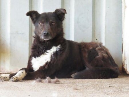 Adopter Chypre